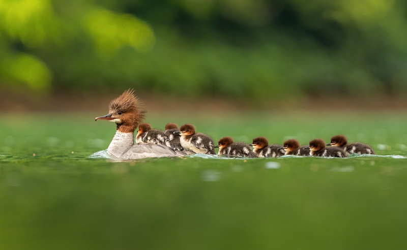 Veliki žagar (Mergus merganser) by Danijel Turnšek