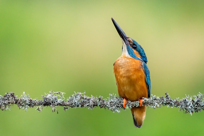 Vodomec (Alcedo atthis) by Danijel Turnšek