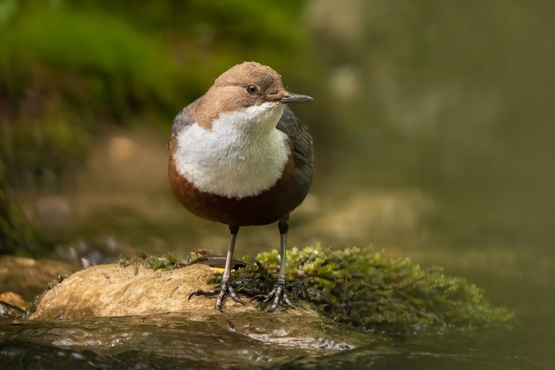 Povodni kos (Cinclus cinclus) by Danijel Turnšek