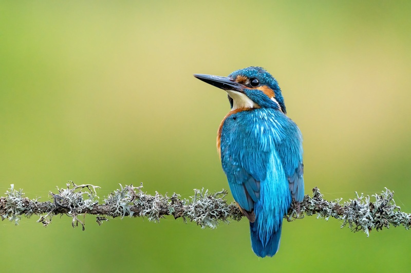 Vodomec (Alcedo atthis) by Danijel Turnšek