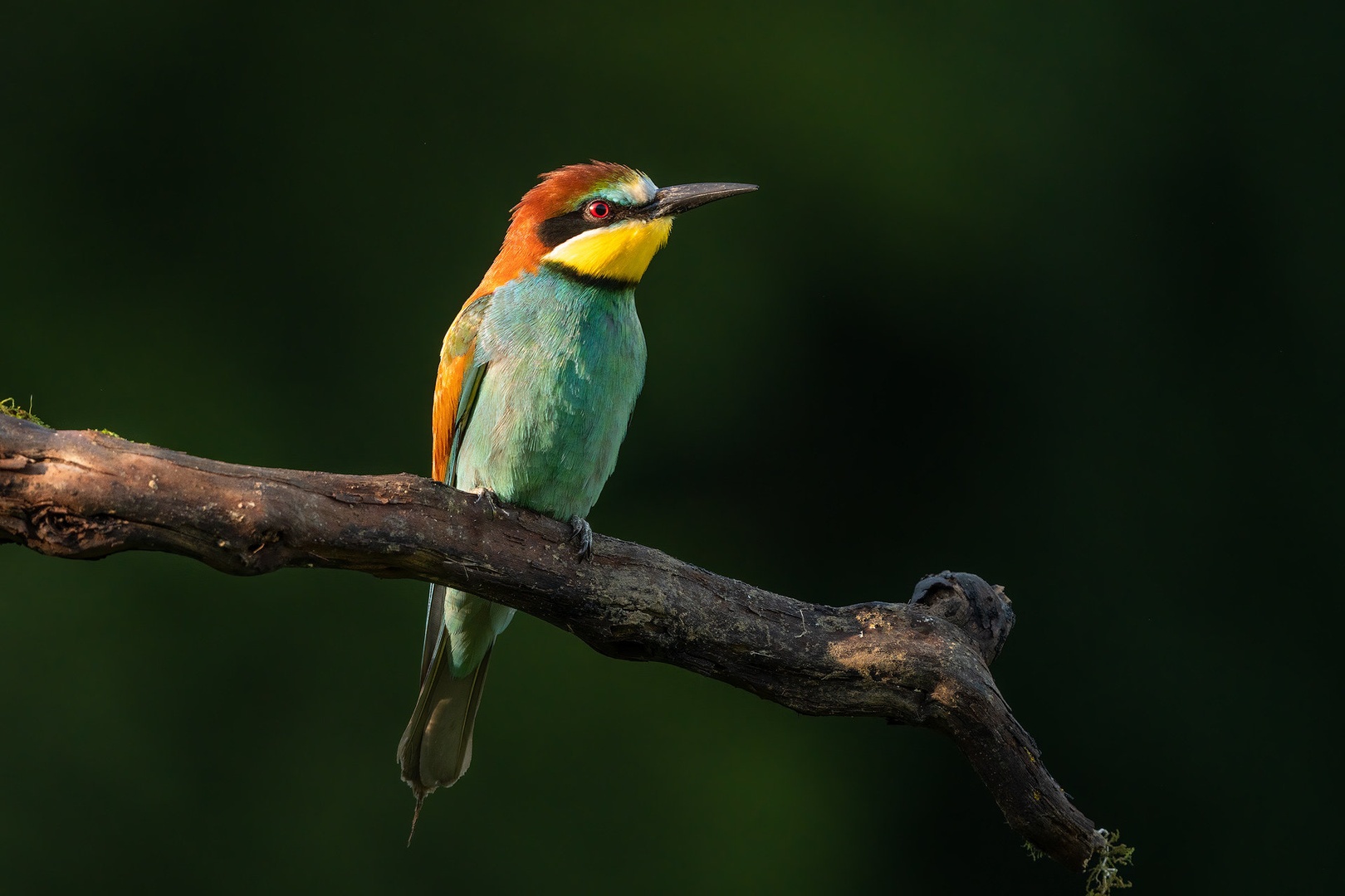Čebelar (Merops apiaster) by Danijel Turnšek