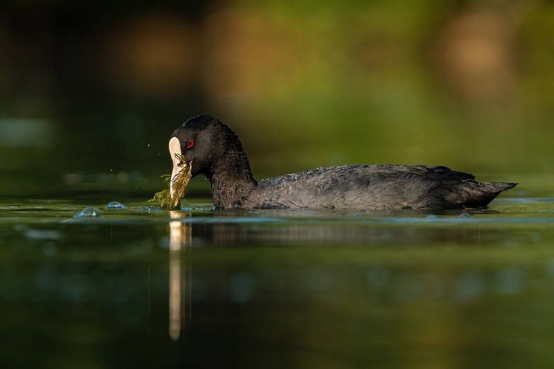 Črna liska (Fulica atra) by Danijel Turnšek