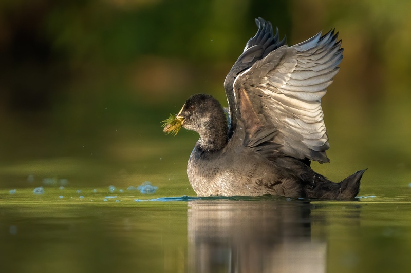 Mlada Liska (Fulica atra) by Danijel Turnšek