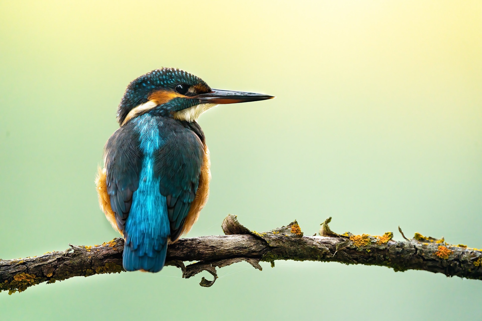 Vodomec (ALcedo atthis) by Danijel Turnšek