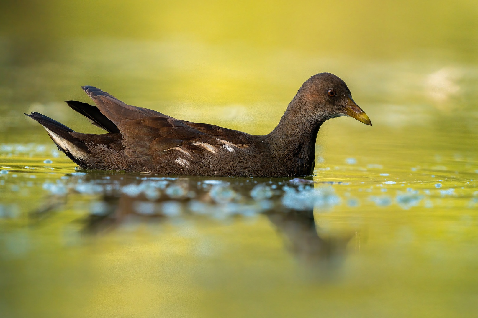 Zelenonoga tukalica (Gallinula chloropus) by Danijel Turnšek
