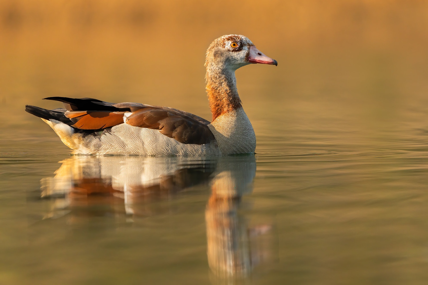 Nilska gos (Alopochen aegyptiaca) by Danijel Turnšek