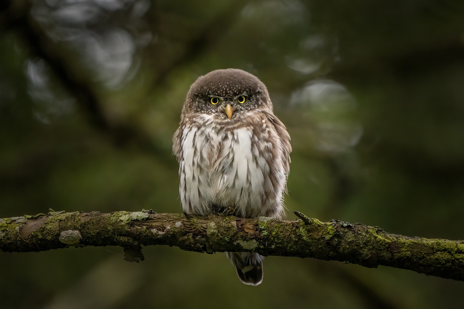 Mali skovik (Glaucidium passerinum) by Danijel Turnšek