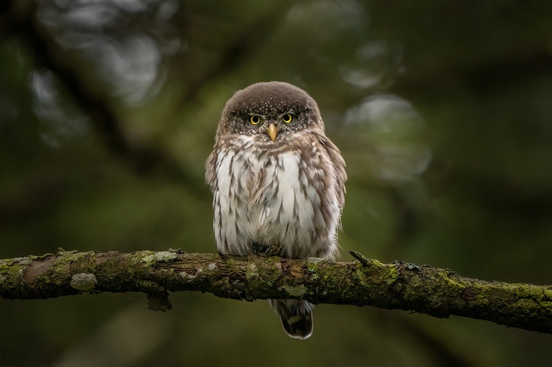 Mali skovik (Glaucidium passerinum) by Danijel Turnšek