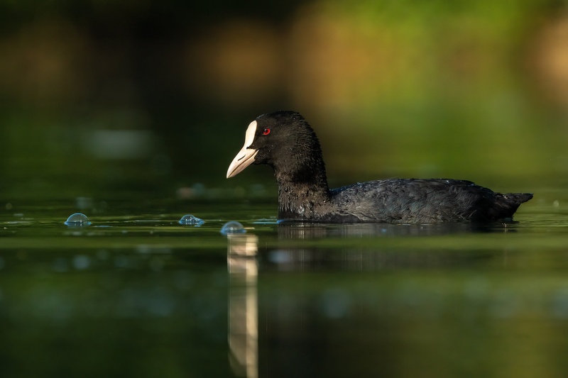 Liska (Fulica atra) by Danijel Turnšek