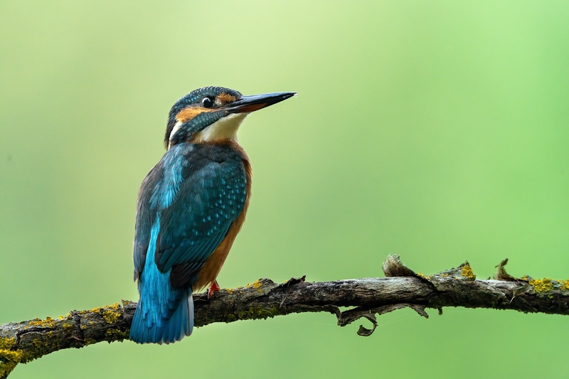 Vodomec (Alcedo atthis) by Danijel Turnšek