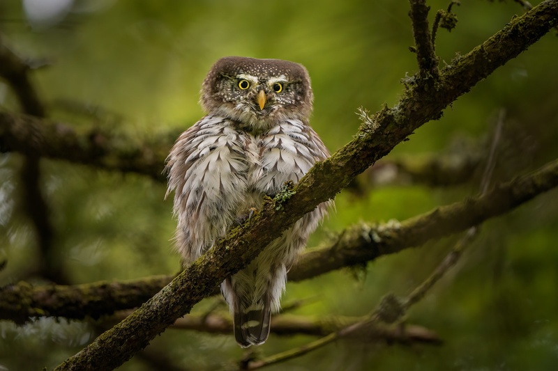 Mali skovik (Glaucidium passerinum) by Danijel Turnšek