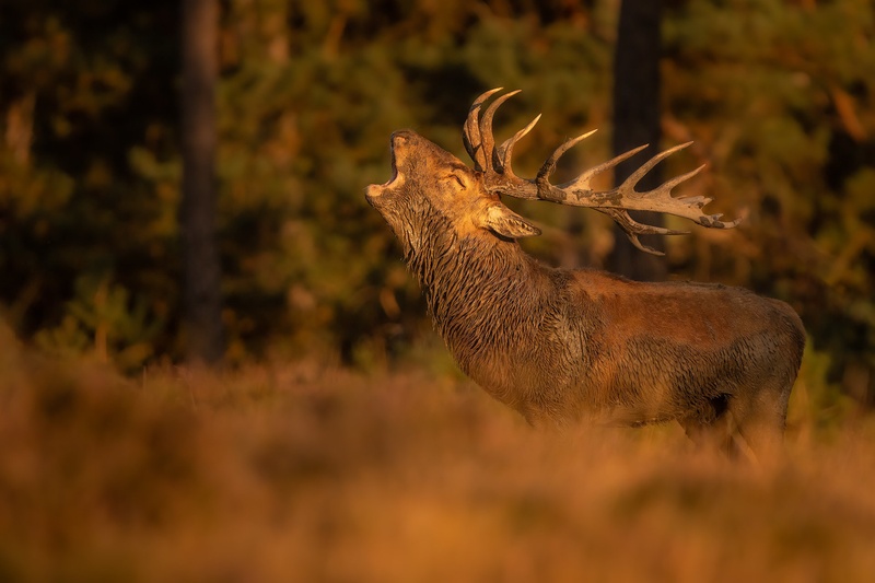 Navadni jelen (Cervus elaphus) by Danijel Turnšek