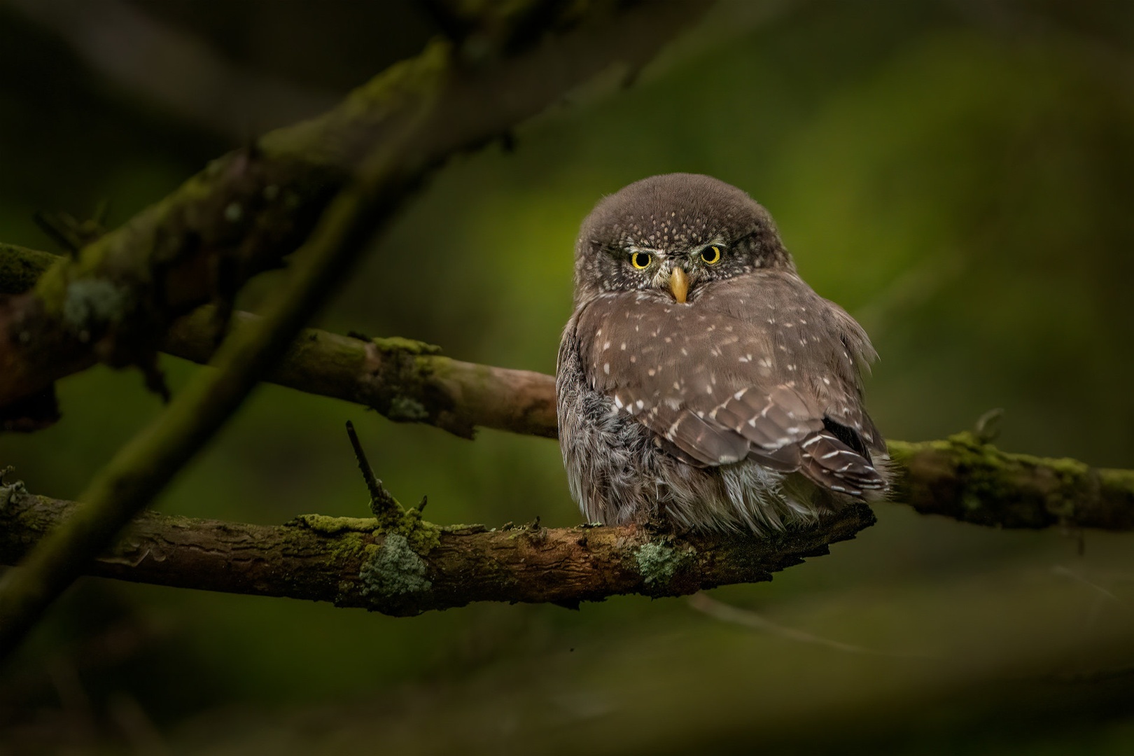Mali skovik (Glaucidium passerinum) by Danijel Turnšek