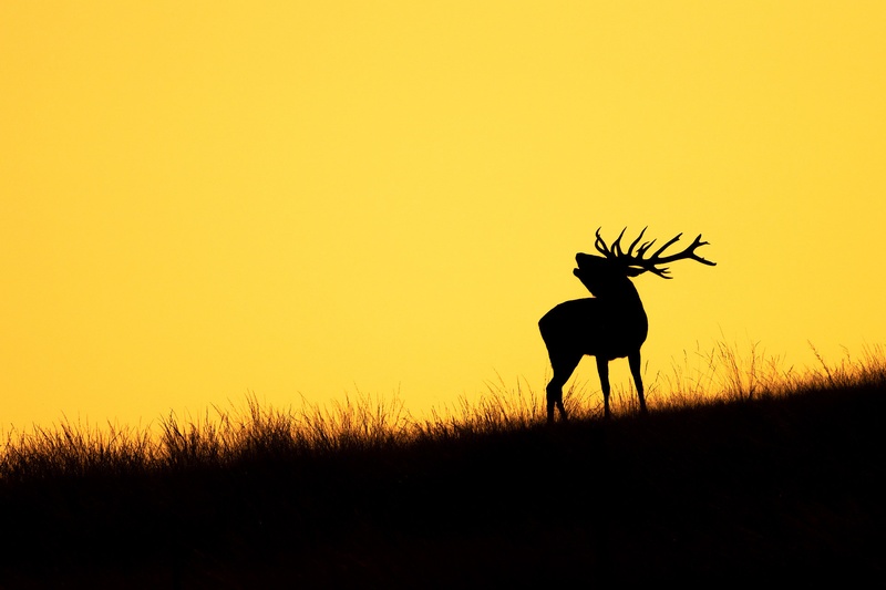 Navadni jelen (Cervus elaphus) by Danijel Turnšek