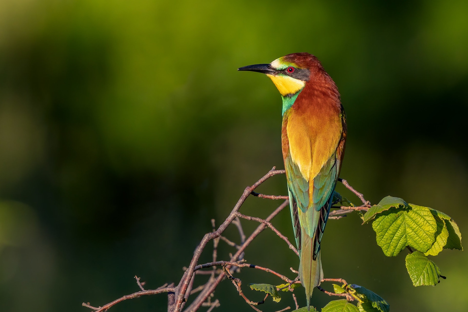 Čebelar (Merops apiaster) by Danijel Turnšek