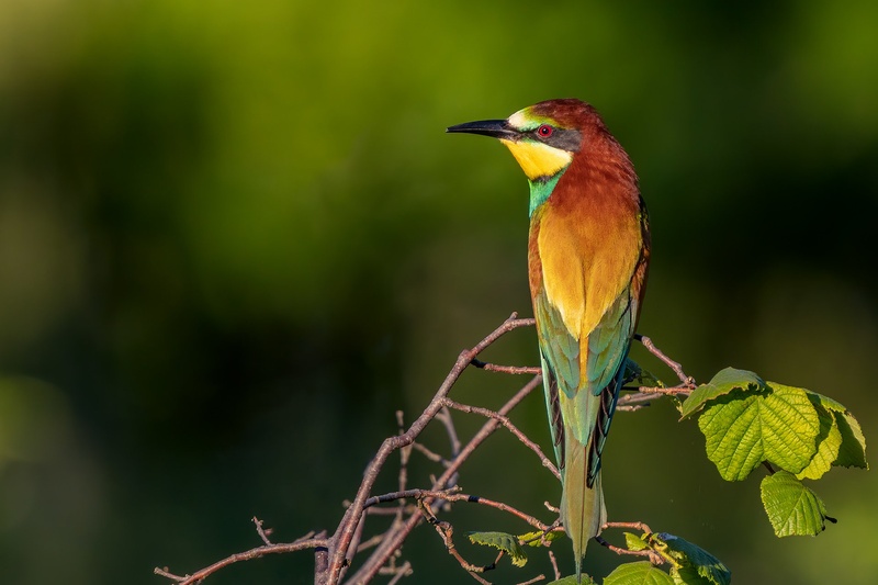 Čebelar (Merops apiaster) by Danijel Turnšek