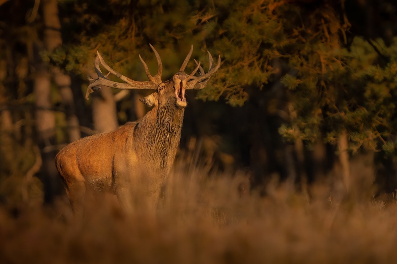 Navadni jelen (Cervus elaphus) by Danijel Turnšek