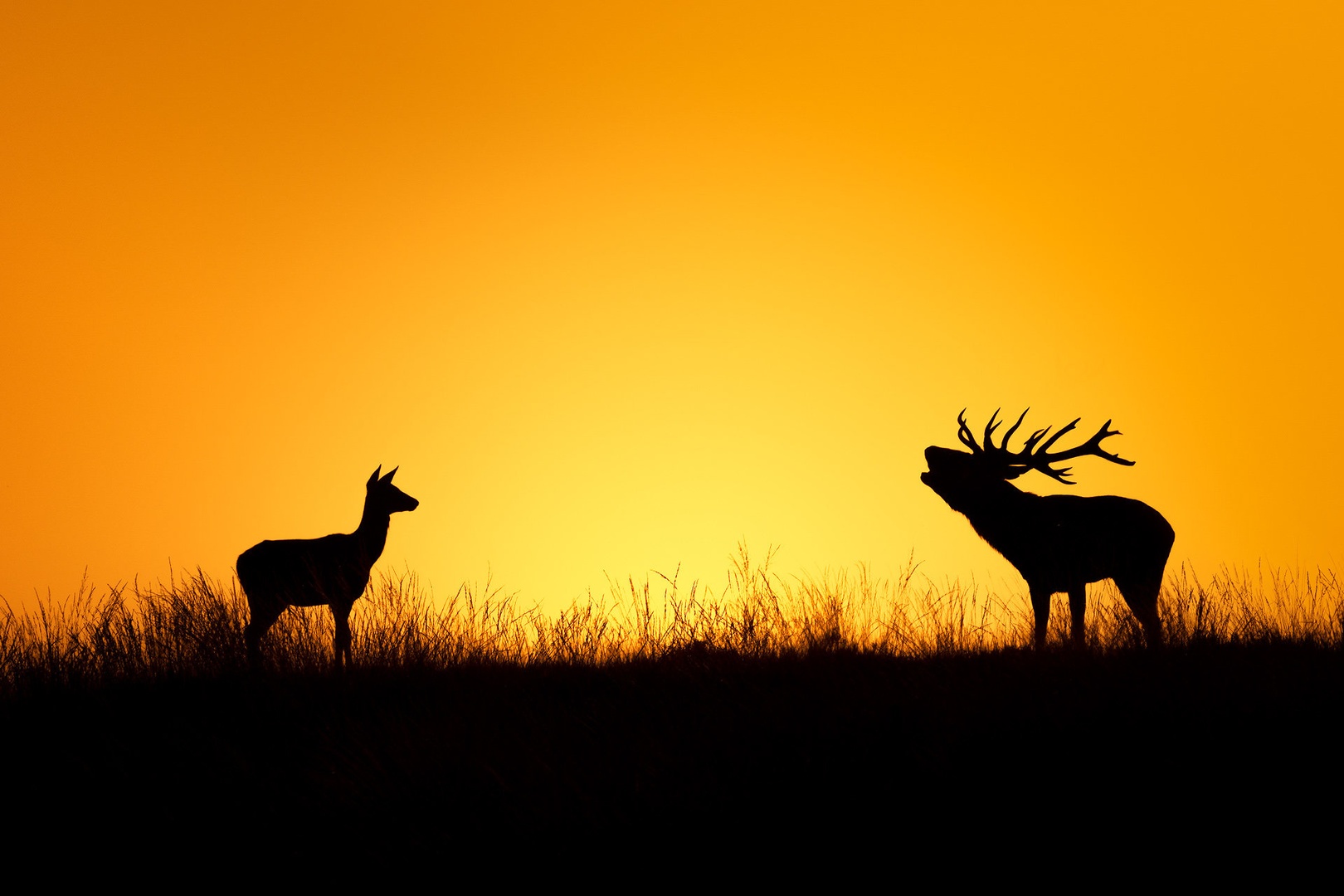 Navadni jelen (Cervus elaphus) by Danijel Turnšek