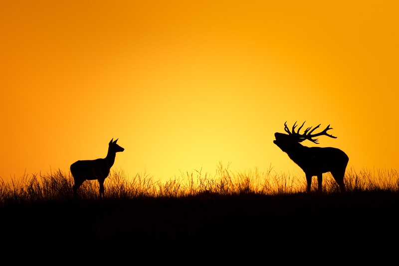Navadni jelen (Cervus elaphus) by Danijel Turnšek