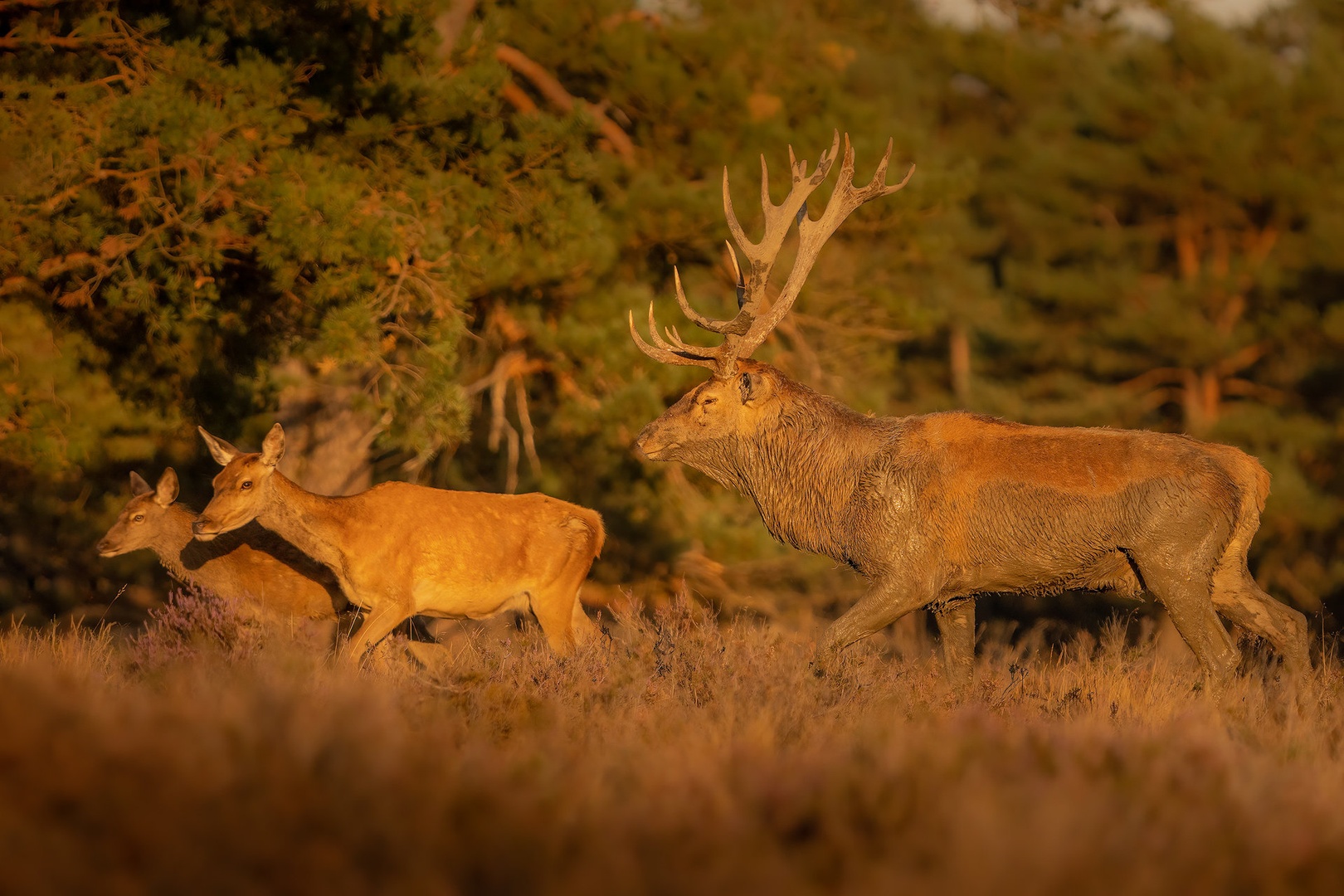 Navadni jelen (Cervus elaphus) by Danijel Turnšek