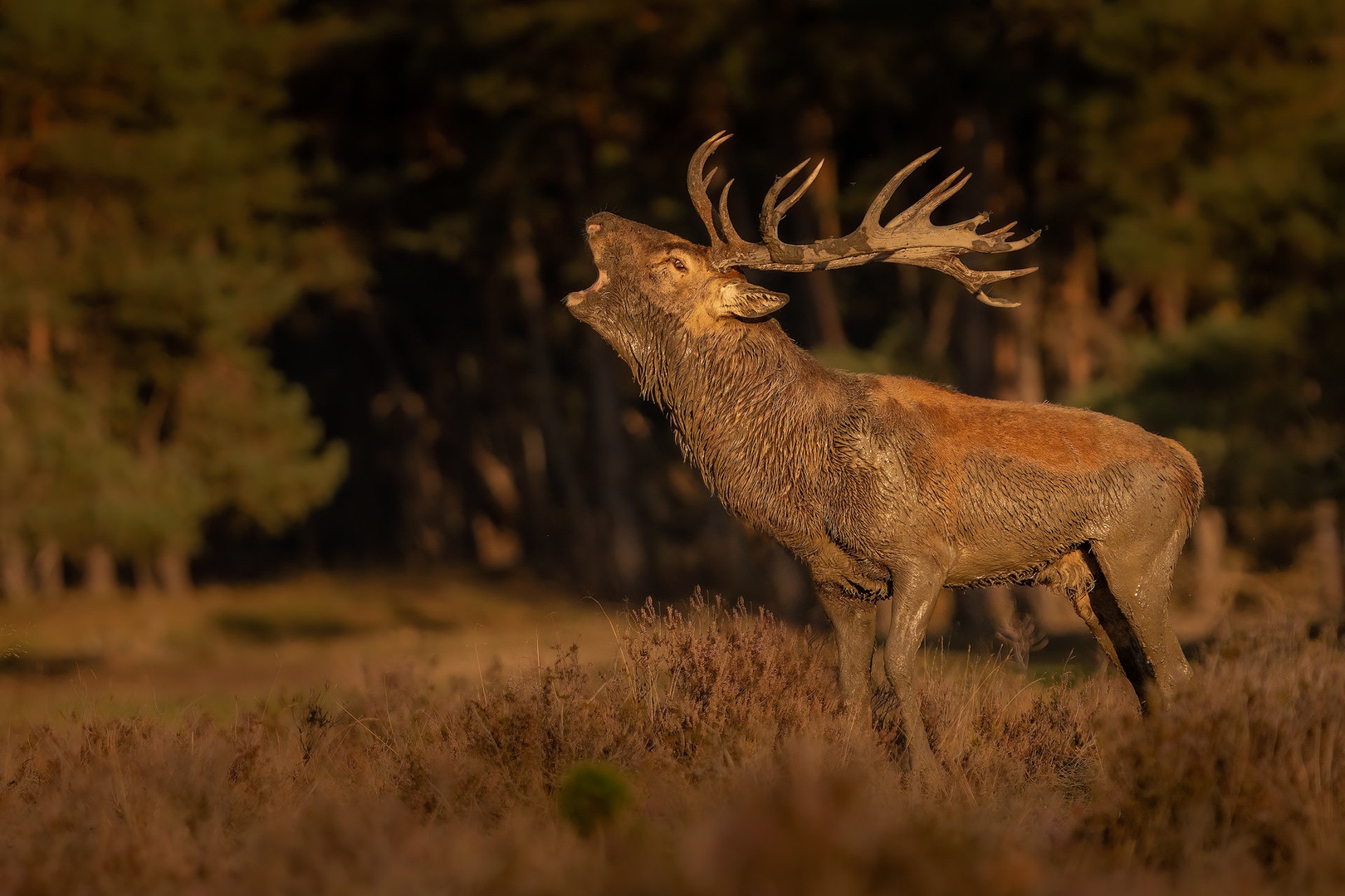 Navadni jelen (Cervus elaphus) by Danijel Turnšek
