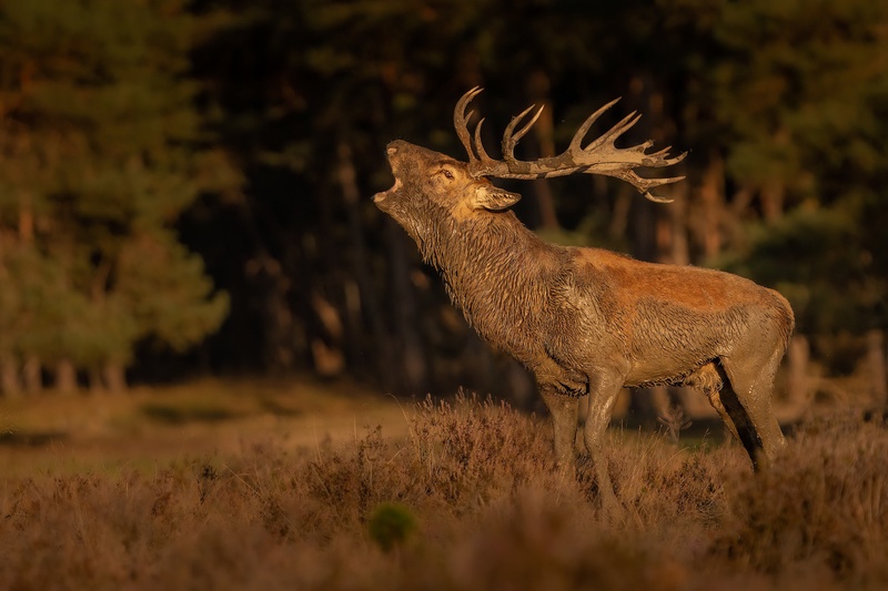 Navadni jelen (Cervus elaphus) by Danijel Turnšek