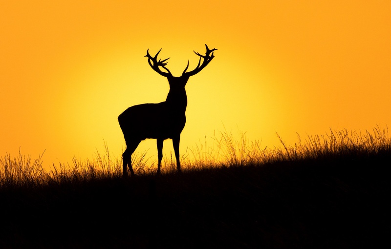 Navadni jelen (Cervus elaphus) by Danijel Turnšek