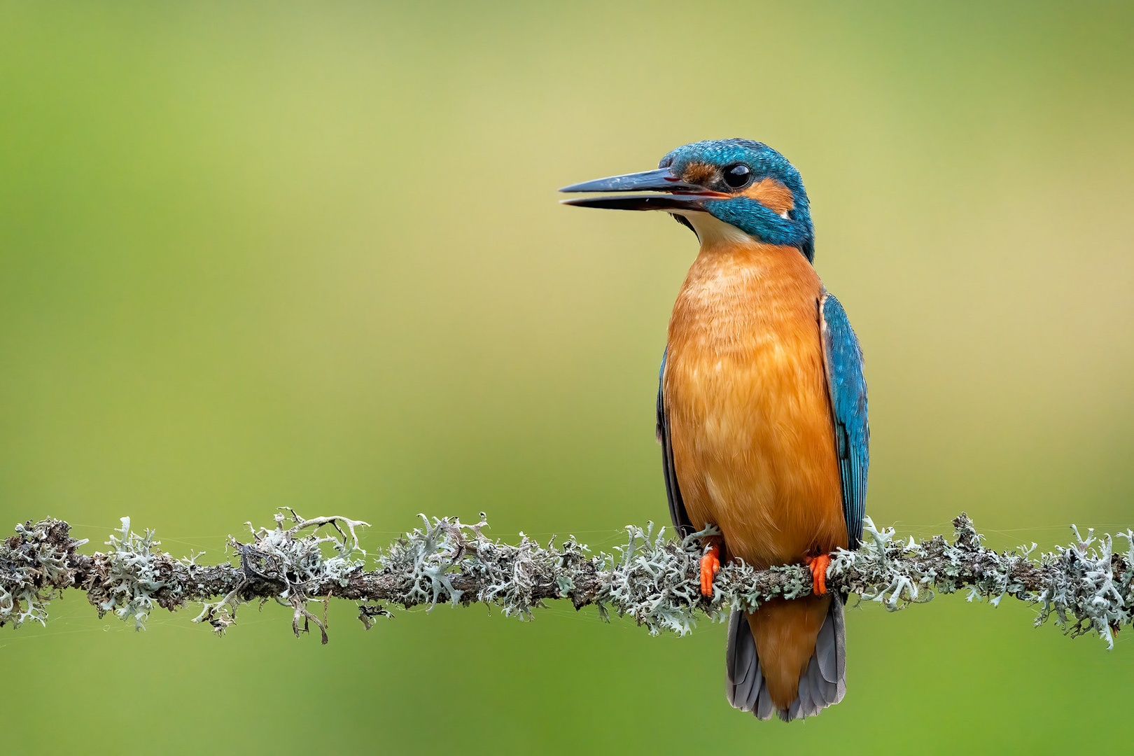 Vodomec (Alcedo atthis) by Danijel Turnšek