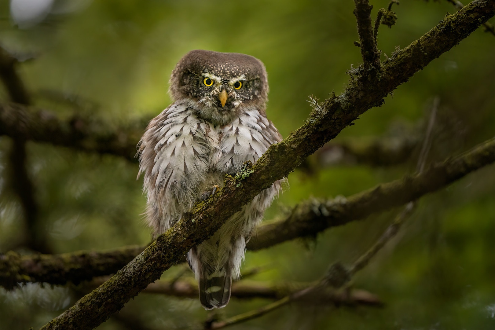 Mali skovik (Glaucidium passerinum) by Danijel Turnšek