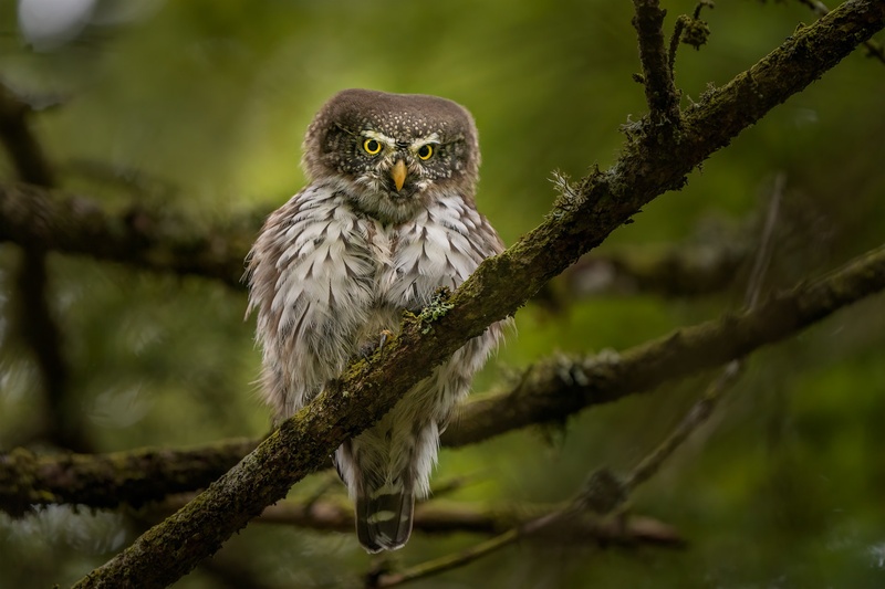 Mali skovik (Glaucidium passerinum) by Danijel Turnšek