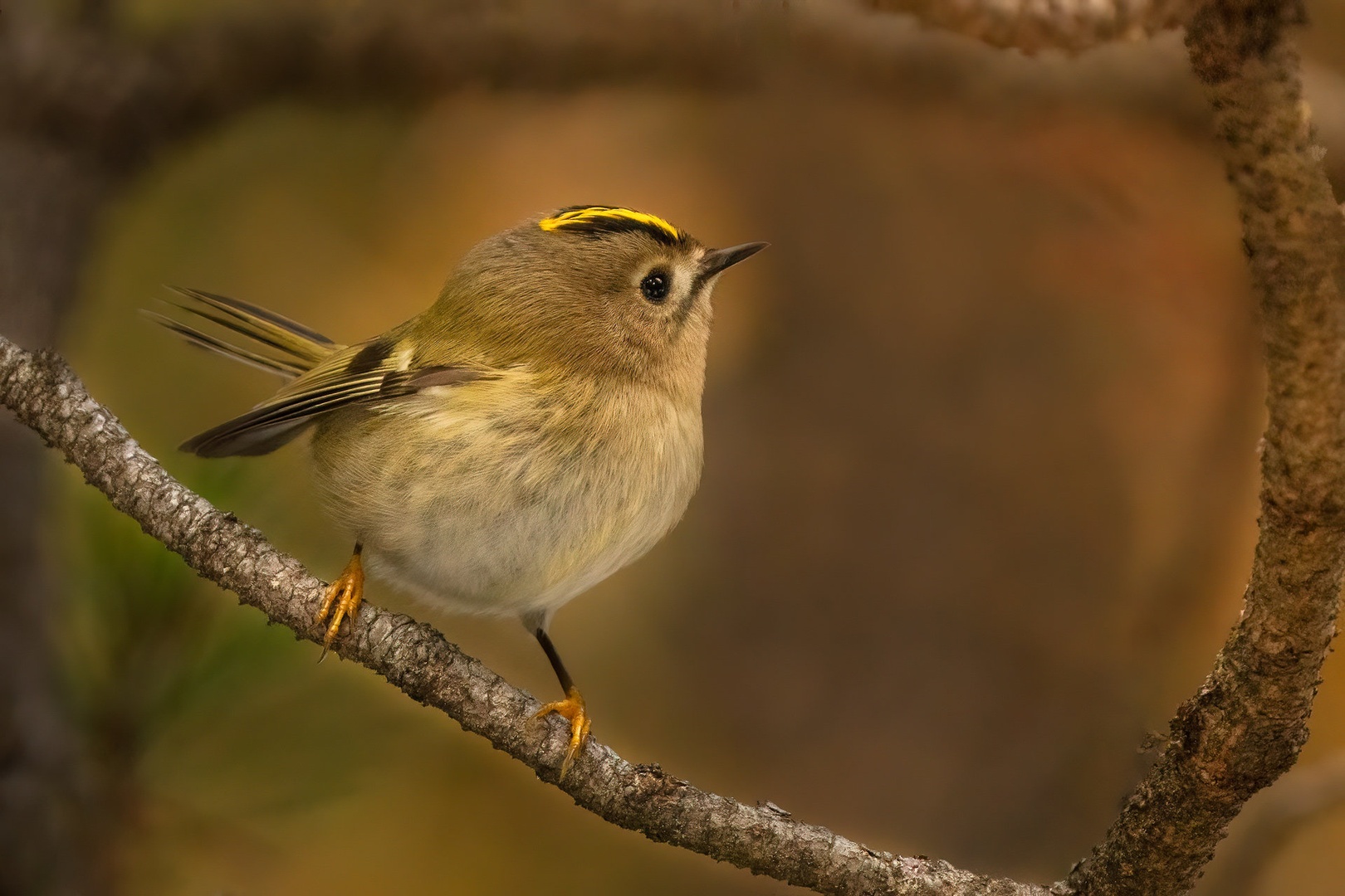 Rumenoglavi kraljiček (Regulus regulus) by Danijel Turnšek