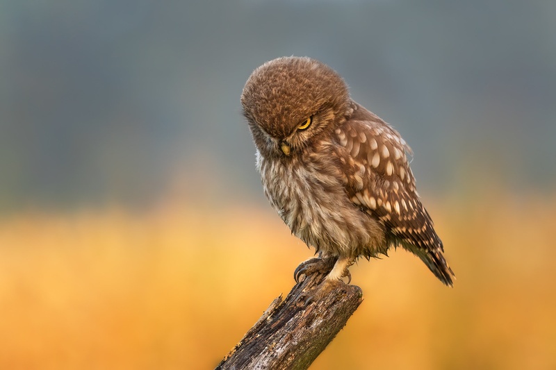 Čuk (Athene noctua) by Danijel Turnšek