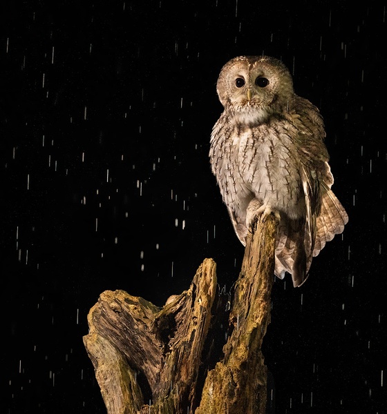 Lesna sova (Strix aluco) by Danijel Turnšek