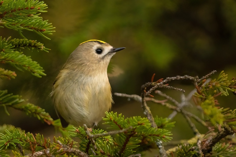 Rumenoglavi kraljiček (Regulus regulus) by Danijel Turnšek
