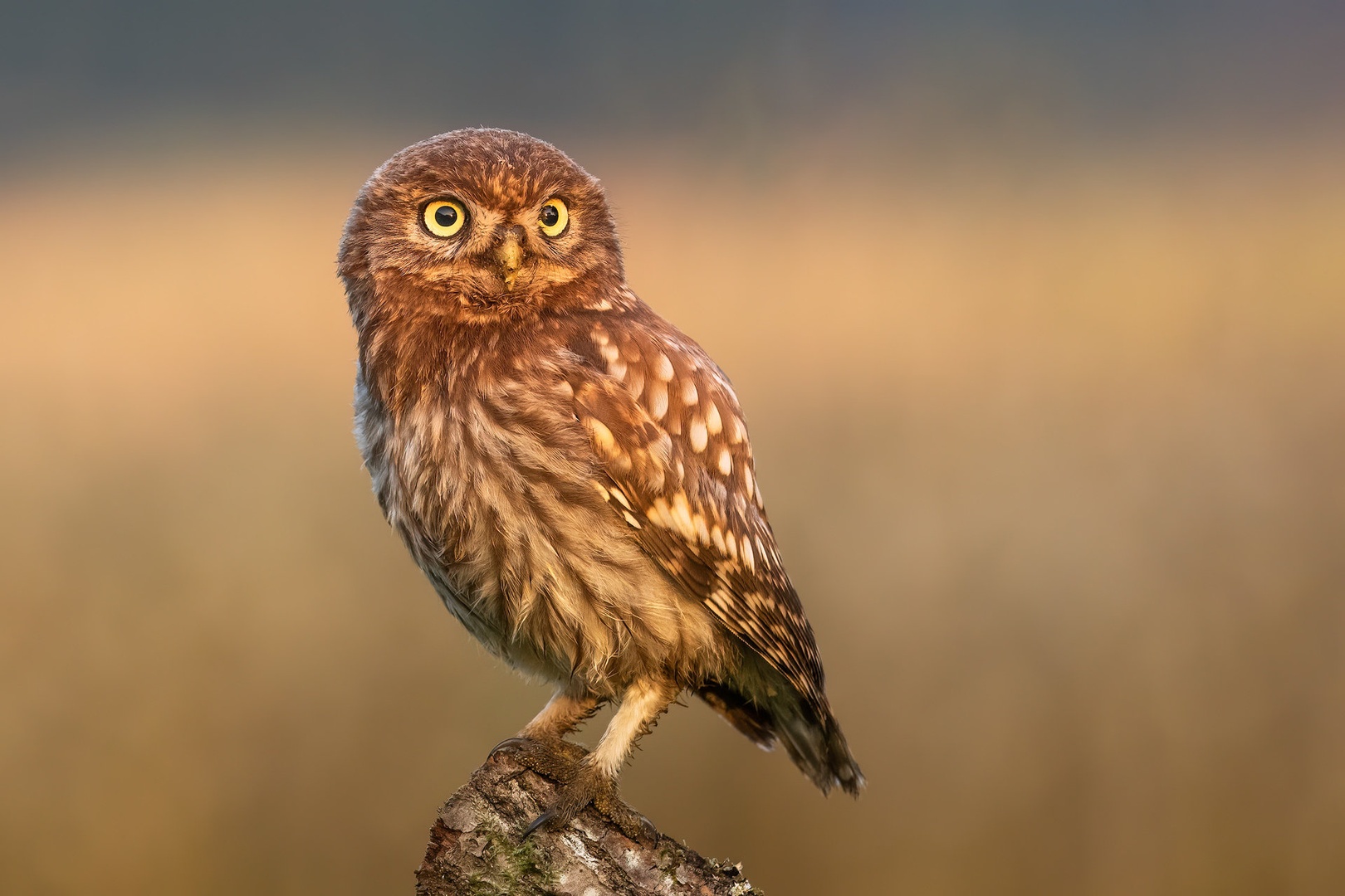 Čuk (Athene noctua) by Danijel Turnšek
