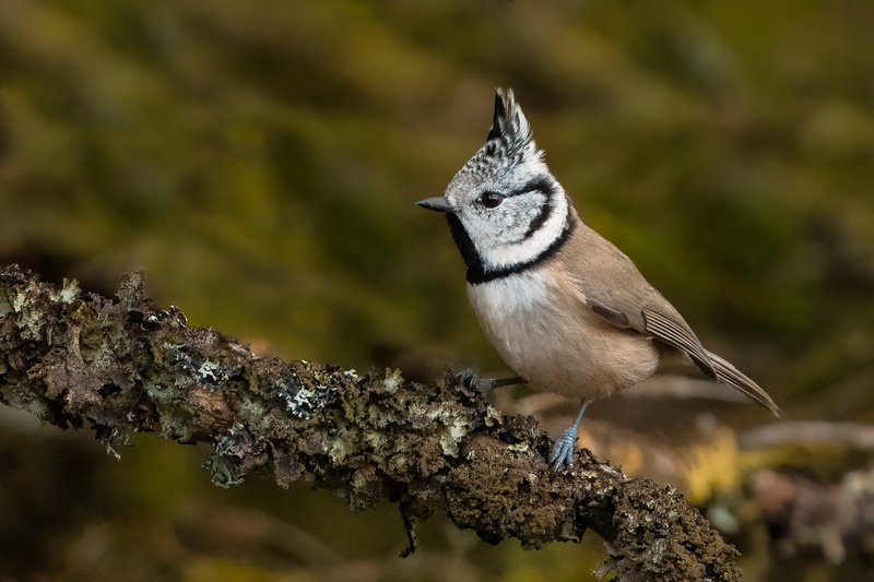 Čopasta sinica (Parus cristatus) by Danijel Turnšek