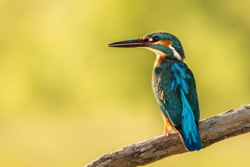 Vodomec (Alcedo atthis) by Danijel Turnšek