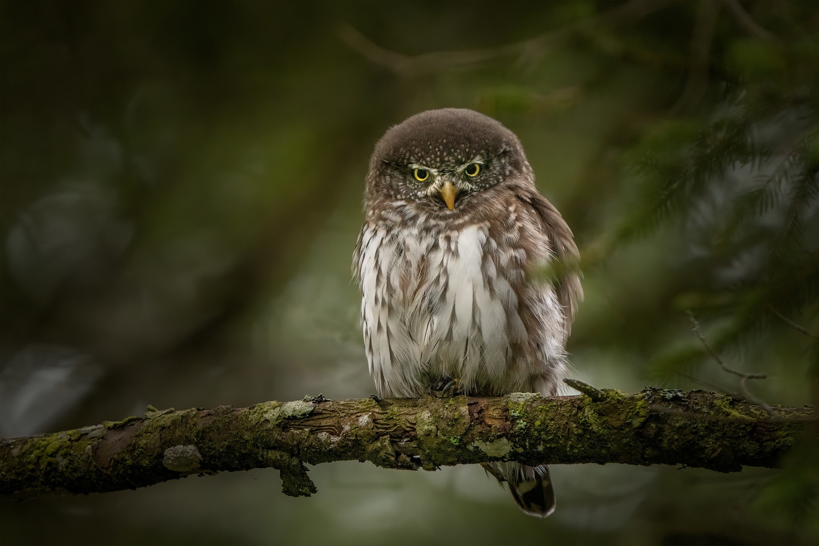 Mali skovik (Glaucidium passerinum) by Danijel Turnšek