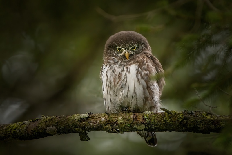 Mali skovik (Glaucidium passerinum) by Danijel Turnšek