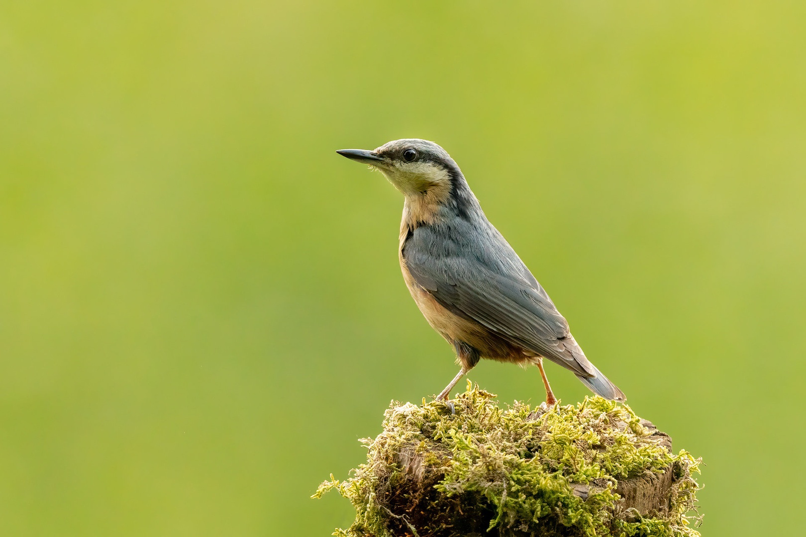 Brglez (Sitta europaea) by Danijel Turnšek