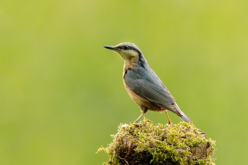 Brglez (Sitta europaea) by Danijel Turnšek