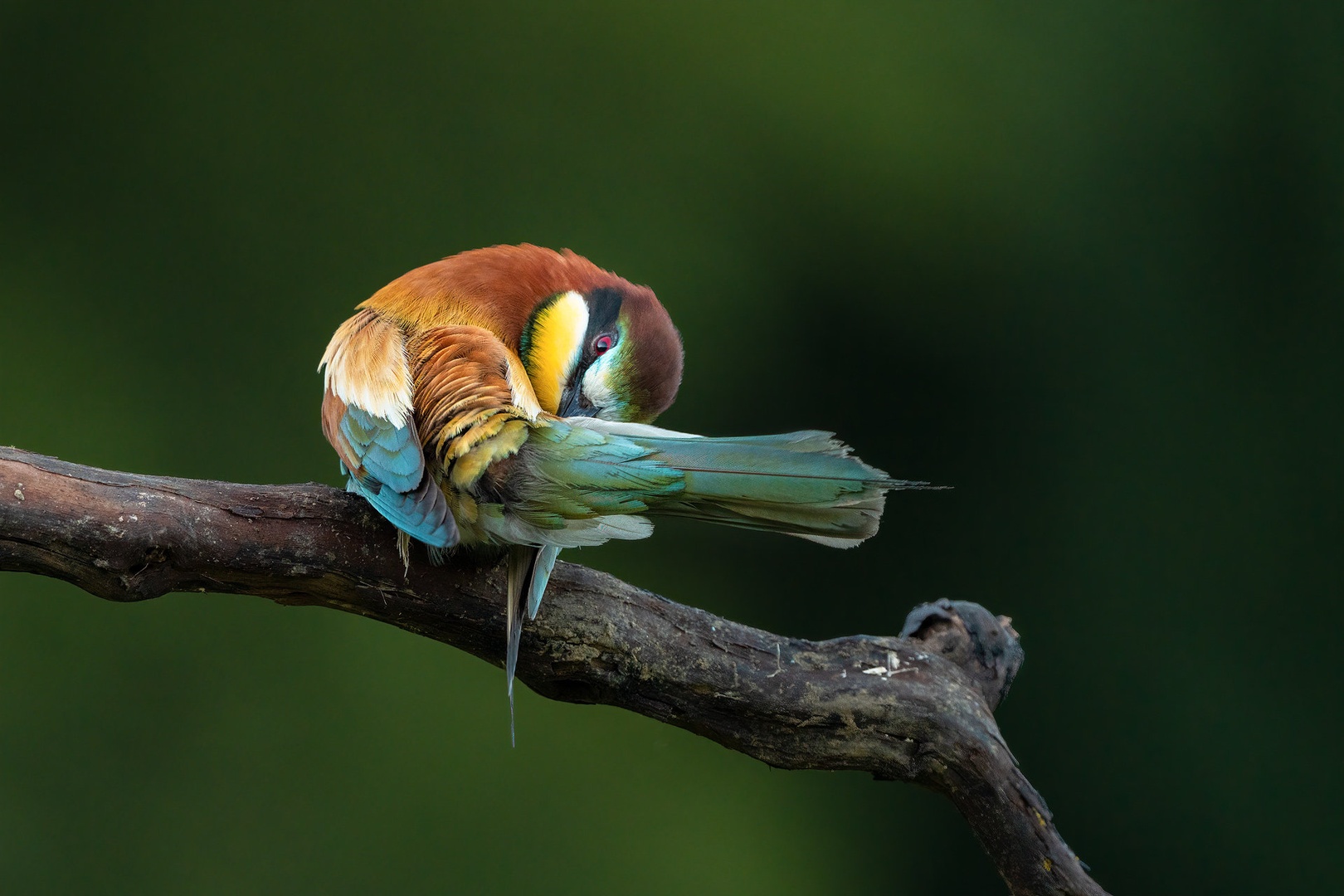 Čebelar (Merops apiaster) by Danijel Turnšek