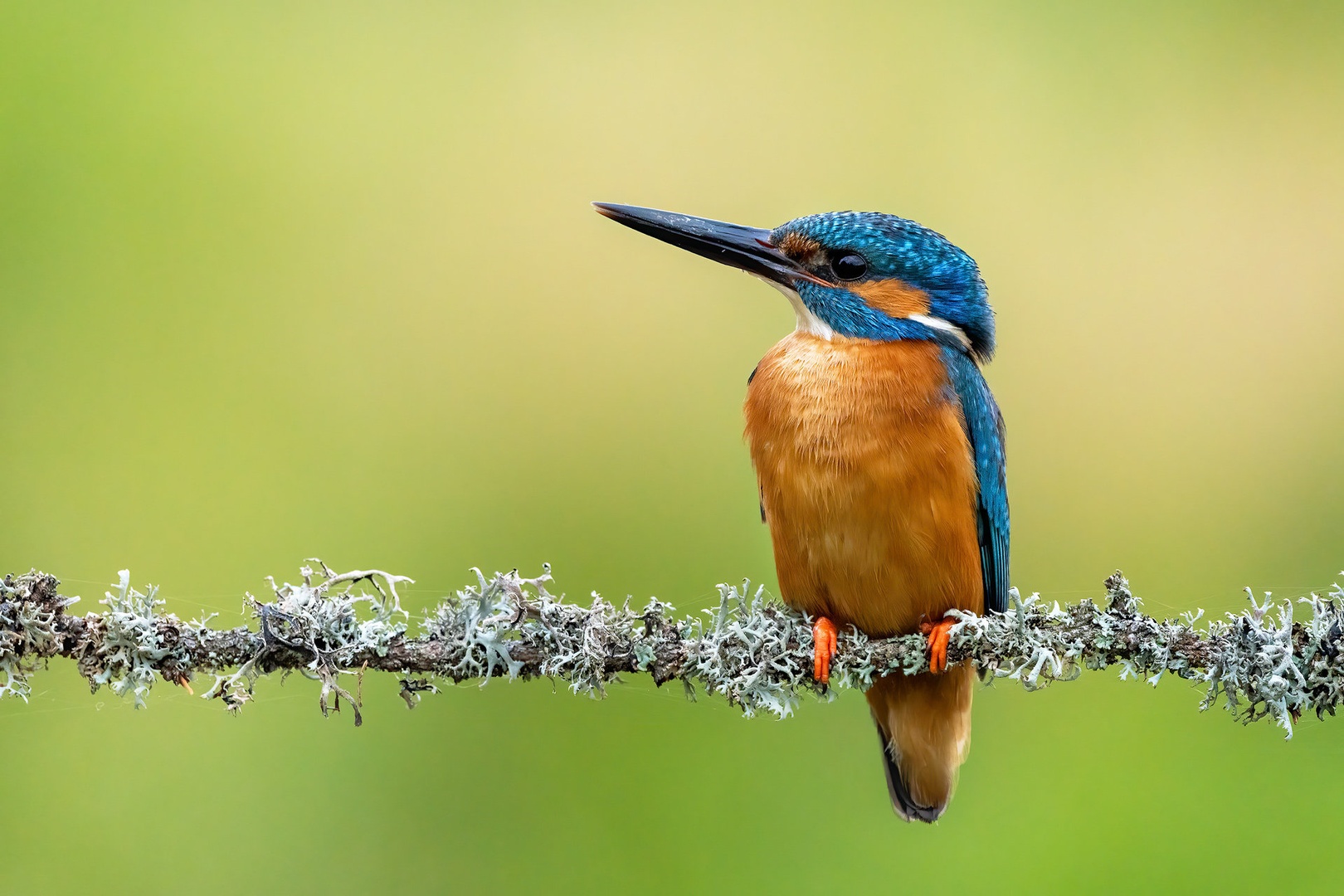 Vodomec (Alcedo atthis) by Danijel Turnšek