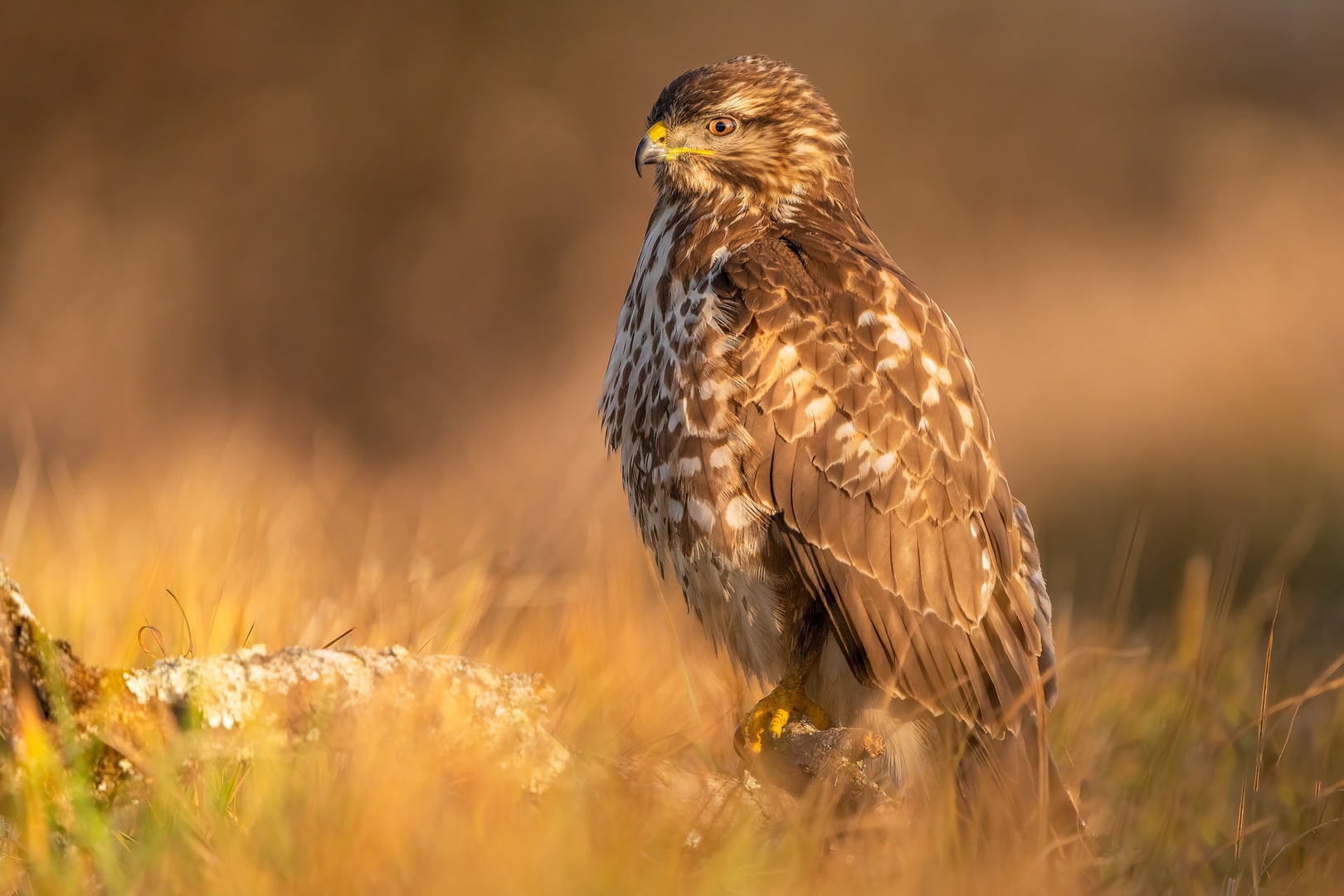 Kanja (Buteo buteo) by Danijel Turnšek