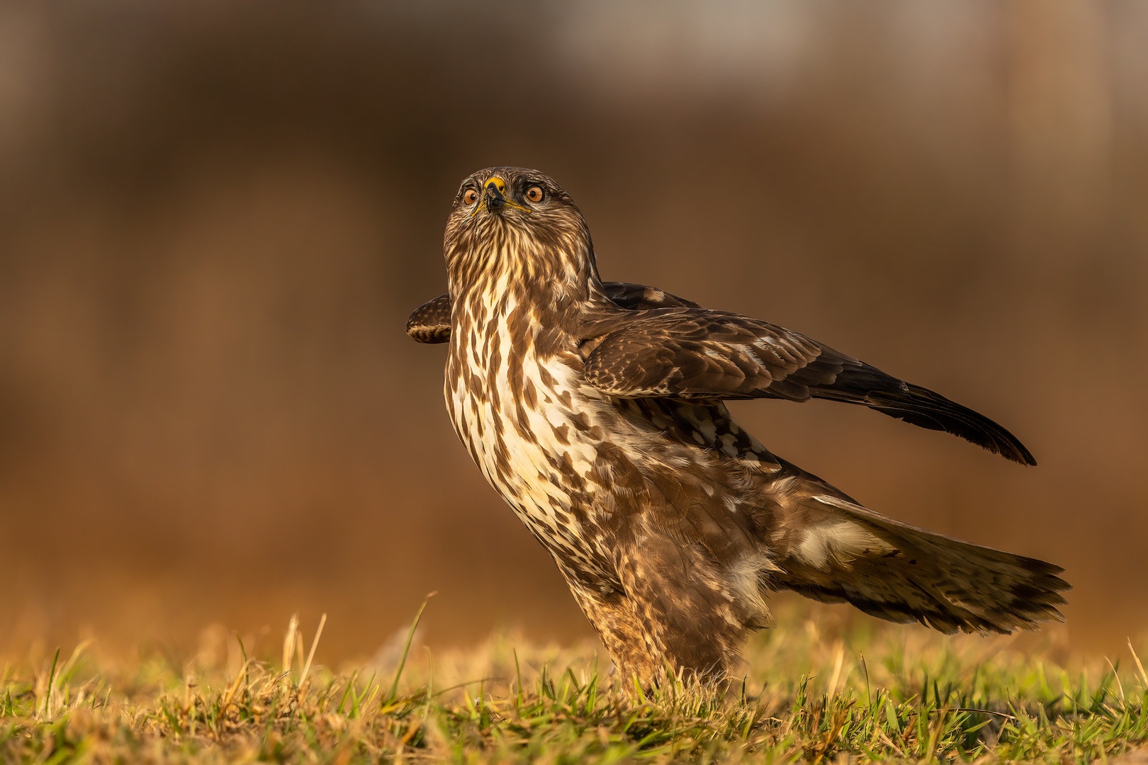 Kanja (Buteo buteo) by Danijel Turnšek