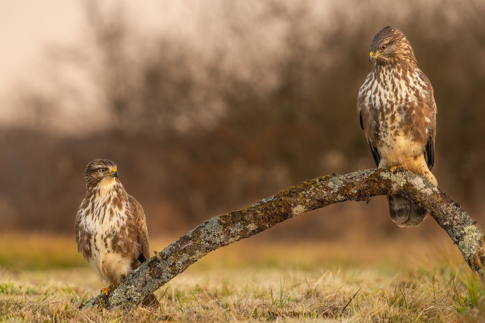 Kanja (Buteo buteo) by Danijel Turnšek