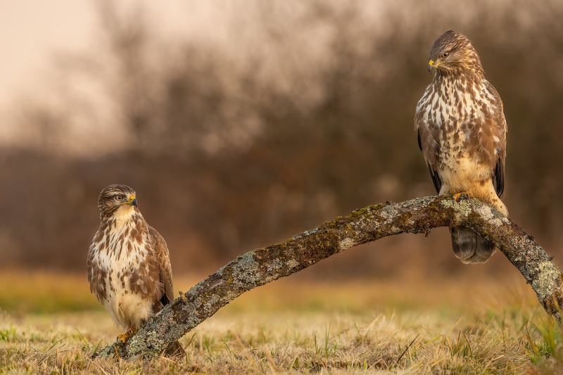 Kanja (Buteo buteo) by Danijel Turnšek