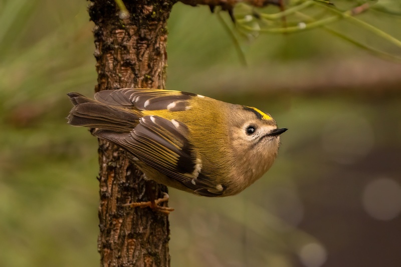 Rumenoglavi kraljiček (Regulus regulus) by Danijel Turnšek