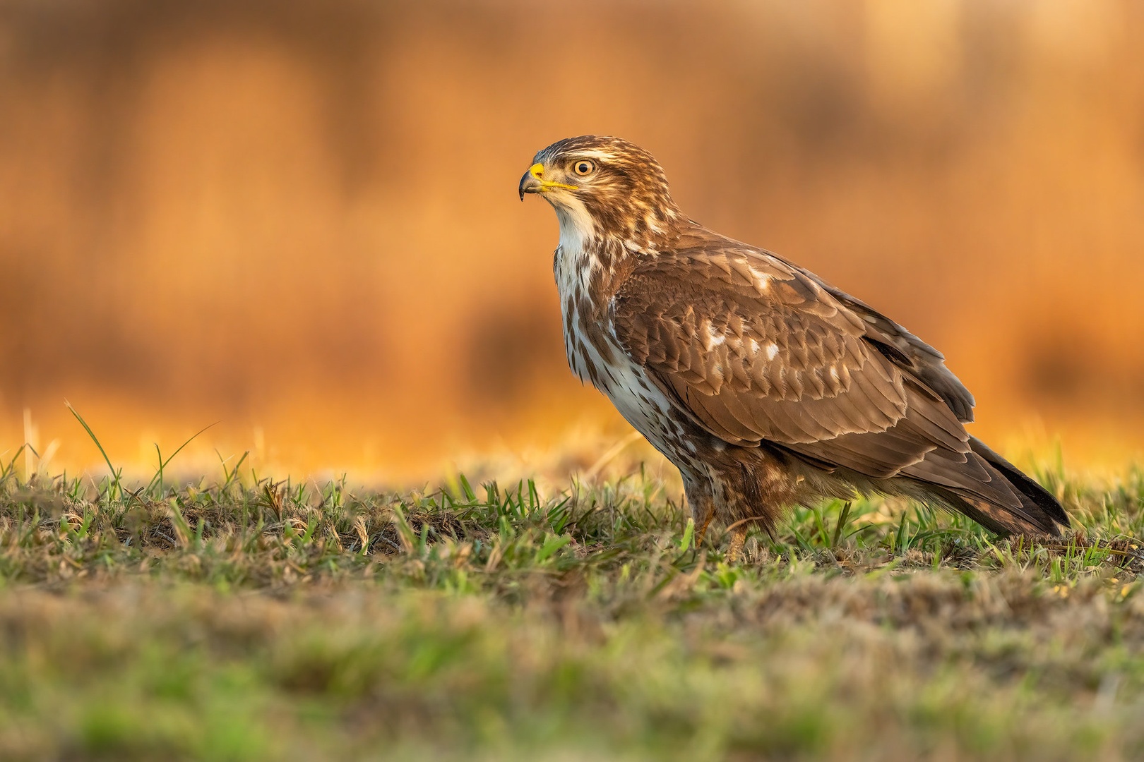 Kanja (Buteo buteo) by Danijel Turnšek