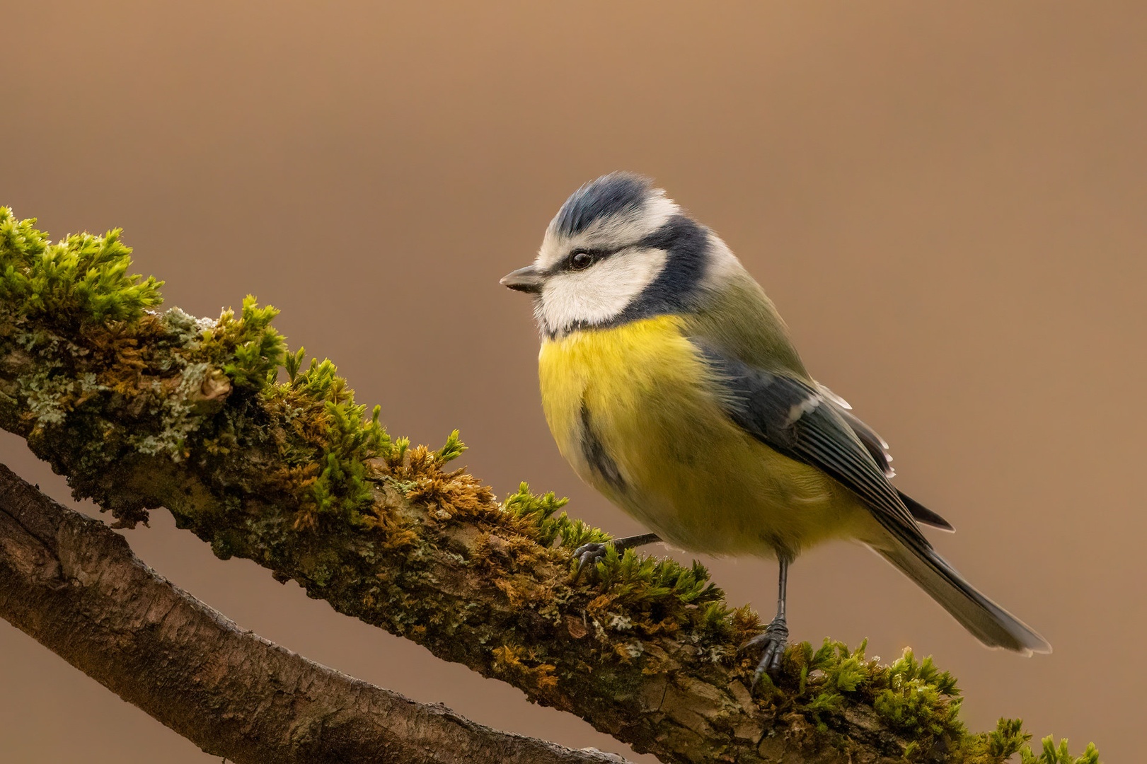 Plavček (Cyanistes caeruleus) by Danijel Turnšek